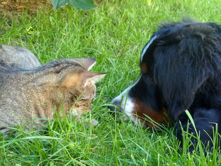 Hund und Katze liegen Nase an Nase in der Wiese - VET Alternative Magazin