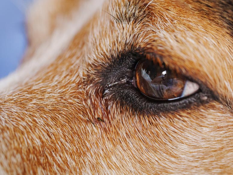 Hund Auge Nahaufnahme - Bild für Übersichtsseite - VET Alternative Magazin